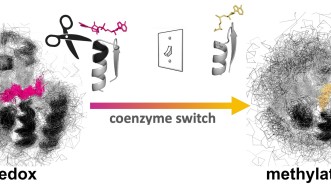 Rossmann proteins that perform oxidoreductase reactions are linked to Rossmann methylases through insertion and deletions (InDels) in their binding pockets.  