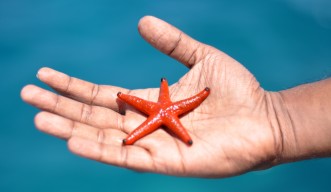 Starfish Genom