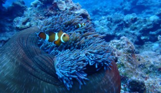 A large clownfish and a smaller juvenile clownfish swim over the top of an anenome