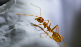 Contributed Article on Citizen Science and Fire Ant Countermeasure