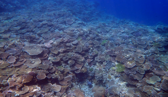 A coral reef in Okinawa