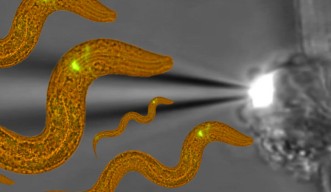Small Brains, Big Picture: Study Unveils C. elegans’ Microscopic Mysteries