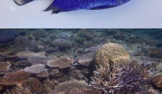 Top: A fish with bright blue coloration lies on a white surface. Bottom: A coral reef filled with bright blue fish.
