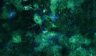 Astrocytes in Sensorimotor Cortex 