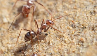 CoverImage-Ant