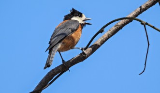 OIST’s study on songs of local birds in news