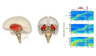 StriatumHomePageImage