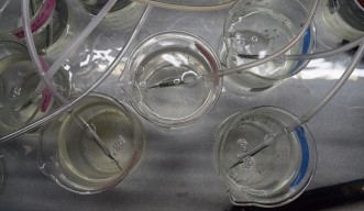 Clownfish larvae were put into glass containers