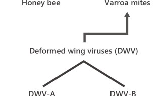 Deformed wing viruses are transmitted to bees by parasitic Varroa mites and can cause wing abnormalities and affect neurological functions 