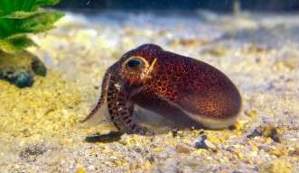 Ryukyan bobtail squid