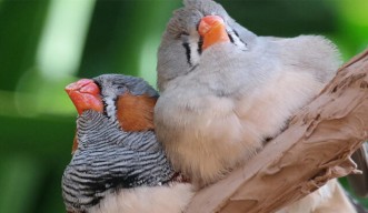 two finches