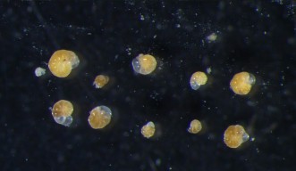 Foraminifera header image