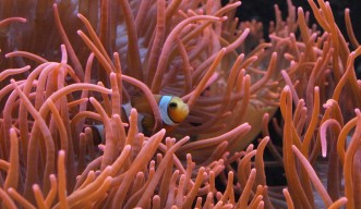 Anemonefish in a sea anemone
