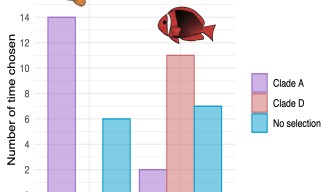 Histogram showing the results of the choice experiments for lineage A and D of the bubble-tip sea anemone (Entacmaea) by yellow-tail and tomato clownfish