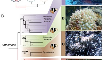 A schematic phylogenetic tree showing the main lineages of giant sea anemones (A) and the four groups of the Entacmaea lineage with their anemonefish associations (B) 