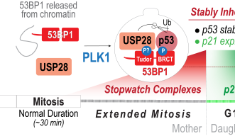 The Stopwatch Complex forms during an extended mitosis
