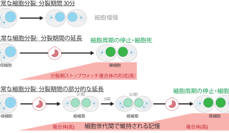 分子記憶：分裂期ストップウォッチ複合体は、連続した細胞周期を通して安定化している 