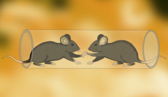 ぼんやりとした黄色い背景の前で、チューブ内で勝負する２匹のマウス。瀬良垣香織（OIST） 