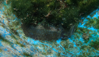 研究用水槽内の藻の塊のそばに隠れる沖縄のシロイカ（アオリイカ）の写真。