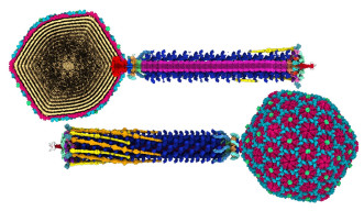 Full bacteriophage structure mapped by cryo-EM