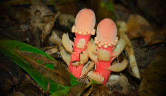 A macro photograph of a pair of bright-red, mushroom-looking Balanophora flowering plants in the moist undergrowth, surrounded by dead and green leaves.