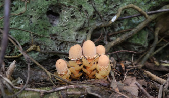 A macro photograph of a cluster of mushroom-like flowers on the forest floor against a mossy backdrop. These are Balanophora fungosa ssp. fungosa from southern Okinawa Island.