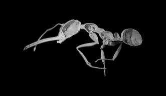 X線断層撮影法による働きアリ（Myrmoteras sp.）の外骨格の3D再構築。