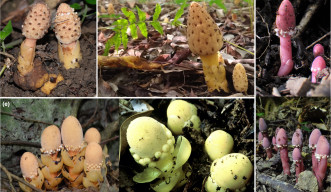A collage of photos of the mushroom-like flowers poking out of the moist soil, ranging in color from yellow and brownish white to bright red and purple.