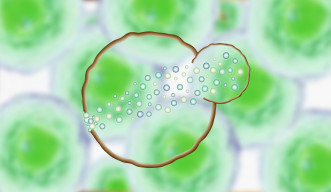 Graphical illustration of multiple proteins being recruited from across the interior of a yeast cell to help repair the cell membrane at the site of damage.