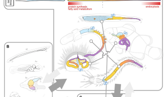 MEEDU_blueprint of adult bilaterian gut