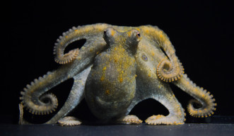 水槽の底に座り、8本の腕を体に巻きつけ、カメラの方を向いているタコの写真。