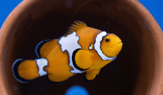 A clownfish with a snowflake mutation, resulting in three symmetrical but wavy patches of white with a black outline, which are distinct from the orange coloring of its body.