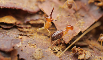A macroshot of two termites, one with a long nasal horn posturing in front of the camera, the other walking away. Both are standing on leaf litter.