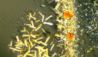 A close-up photo of crystals of two different complexes, one shown in yellow and one in orange, on a grey background