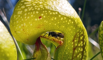 A yellow and black wasp walks inside the pitcher-shaped modified leaf of a carnivorous pitcher plant.