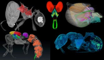 a selection of micro-CT scans of ants in different colors
