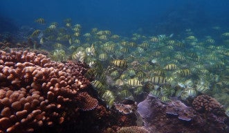 A shoal of striped fish swim amongst a coral reef