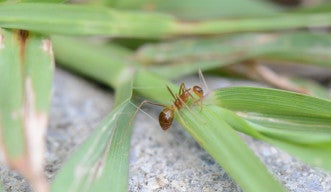 沖縄のコンクリート構造物上の植物をよじ登るアシナガキアリの接写写真。 