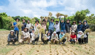 OIST and Onna Village's New High-Performance Rice Named "Churaotome"