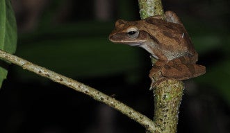 Development of an Edge AI System for Real-Time Detection of Alien Invasive Anuran Species