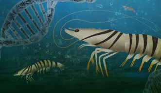 New research provides useful genetic resource on farm-raised kuruma shrimp