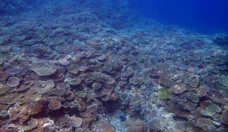 Detecting coral biodiversity in seawater samples