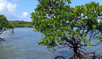 Tracking the journey of mangroves in southern Japan