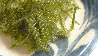Bursting the bubble: Revealing tasty genetic secrets of gigantic single-celled creatures
