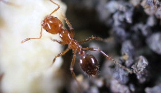 Controlling Invasive Ant Species in Okinawa 