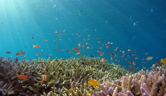Creating a map of coral distribution with environmental DNA 