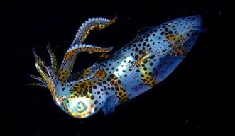 New startup "Kwahuu Ocean" emerges from OIST