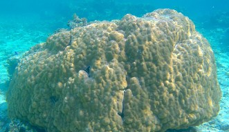 Porites australiensis coral in waters off Ishigaki Island, Japan