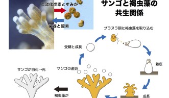 図2　サンゴと褐虫藻の   共生関係