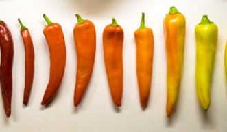 Pepper Scale